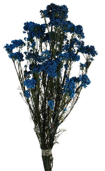 Preserved Rice Flower - Blue (60cm tall, 100g)