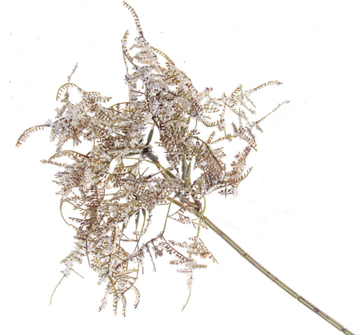 Limonium Bush - Cream (45cm long)