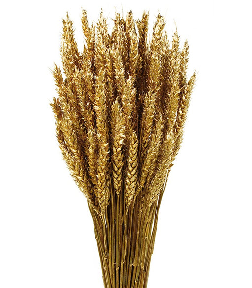 Wheat - Gold (60cm tall)