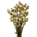 Dried Poppy Heads (Papaver) - Natural (60cm long)