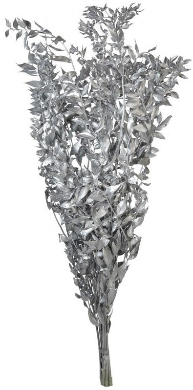 Preserved Ruscus - Silver (70-80cm long)