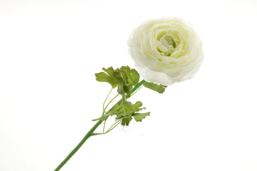 Single Ranunculus - Cream/Ivory (60cm long)