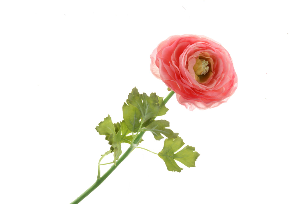 Single Ranunculus - Pink (60cm long)