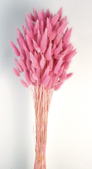 Lagurus - Pink (60cm long)