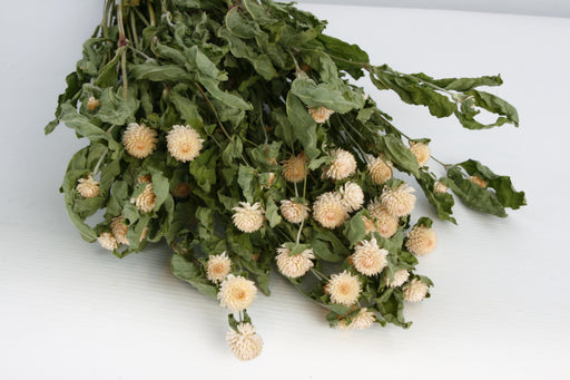 Gomphrena - White (70cm tall)