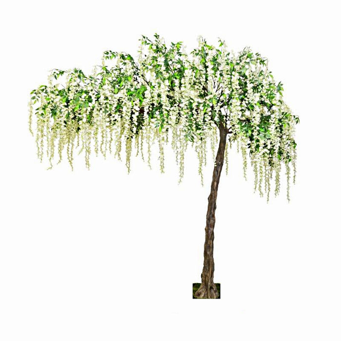 Canopy Wisteria Tree - White & Green (3.2m tall)