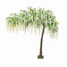 Canopy Wisteria Tree - White & Green (3.2m tall)