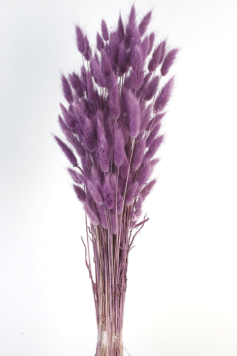 Lagurus - Purple (60cm long)