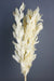 Preserved Large Ruscus - White (60cm long)