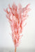 Preserved Large Ruscus - Light Pink (60cm long)