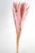 Pluma Decorativa - Pink (50/60cm long, approx. 20pcs per pk)