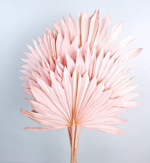 Sun Palm - Light Pink (6pcs per pk)