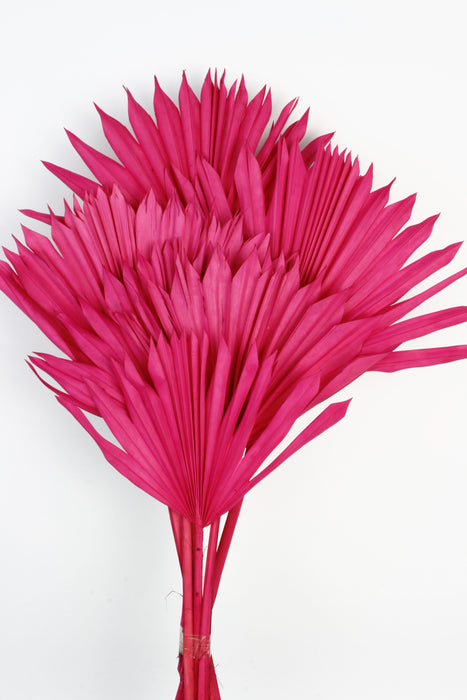 Sun Palm - Hot Pink (6pcs per pk)