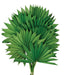 Sun Palm - Green (6pcs per pk)