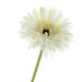 Single Gerbera - Ivory (60cm long)