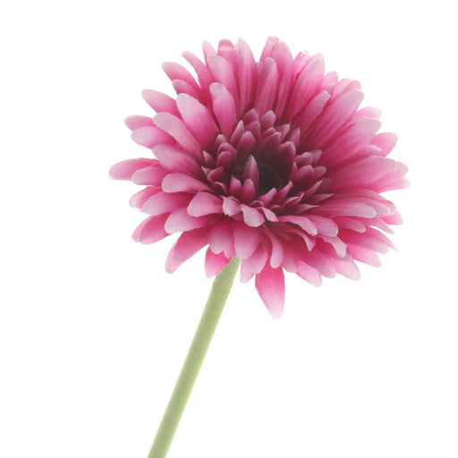 Single Gerbera - Purple (60cm long)