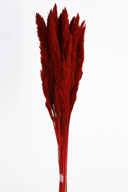 Pluma Decorativa - Red (50/60cm long, approx. 20pcs per pk)