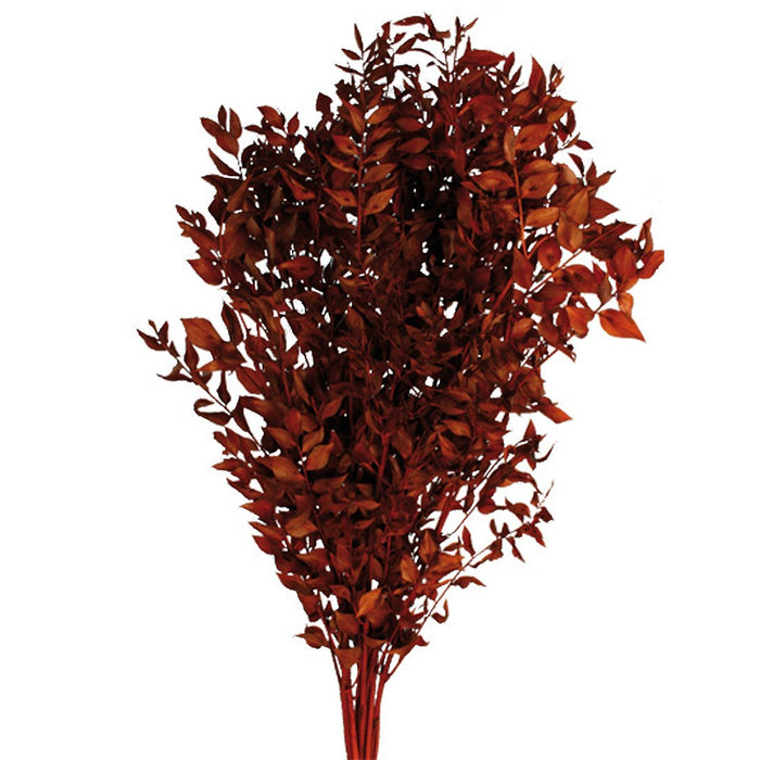 Preserved Ruscus - Orange/Brown (70-80cm long, 100g)