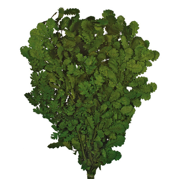 Preserved Oak - Green (80cm long, 500g)