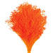 Preserved Broom Blooms - Orange (50cm tall, 100g)