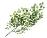 Bay Leaf Branch - Green (110cm long)