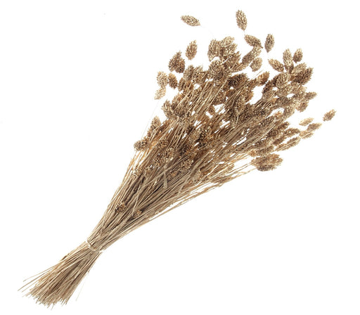 Phalaris - Gold (80cms long, 150g per pk)