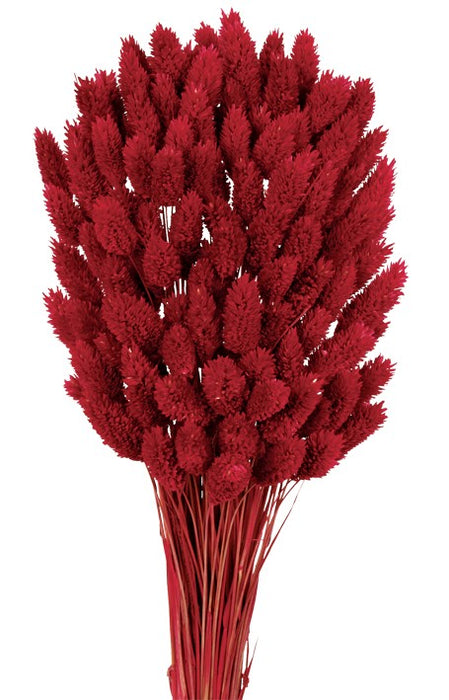 Phalaris - Raspberry (80cms long, 150g per pk)