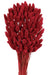 Phalaris - Raspberry (80cms long, 150g per pk)