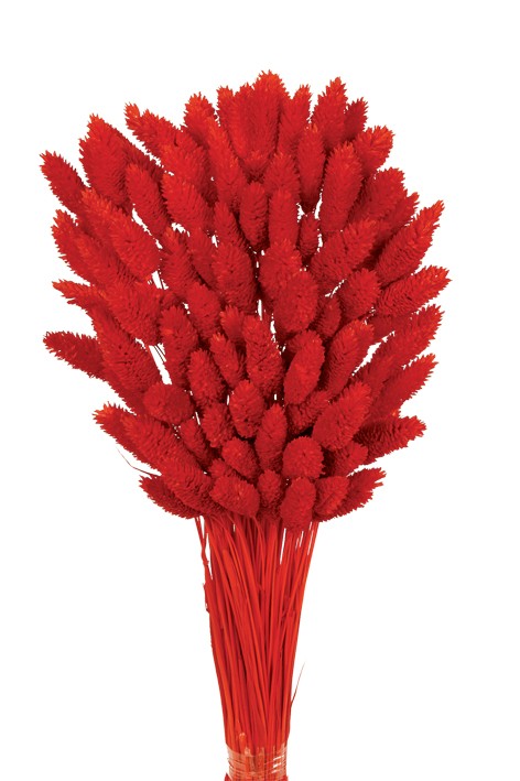 Phalaris - Red (80cms long, 150g per pk)