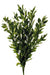 Preserved Large Ruscus - Green (60cm long)