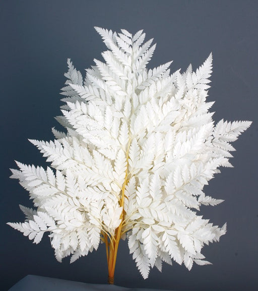 Preserved Leather Fern - White (40cm tall, 10pcs per pk)