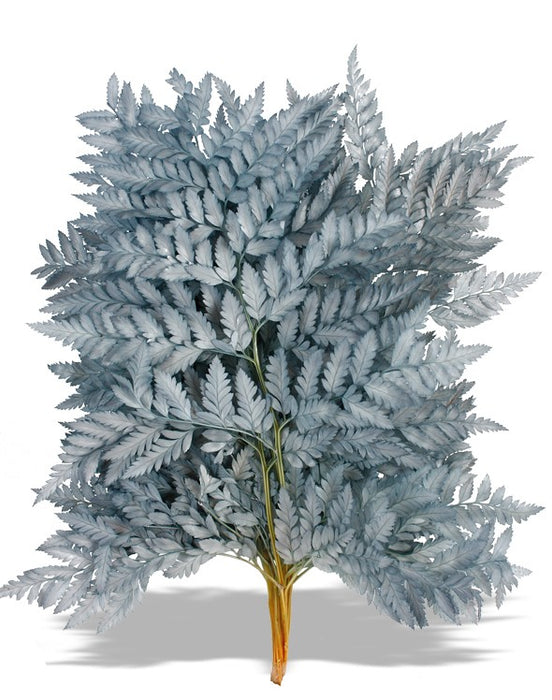 Preserved Leather Fern - Grey (40cm tall, 10pcs per pk)