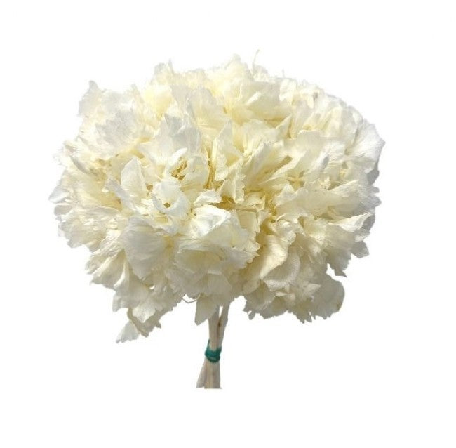 Preserved Hydrangeas - White (approx. 35cm long)