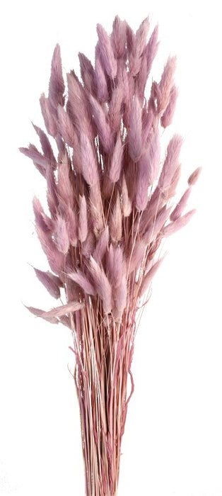 Lagurus - Lilac (60cm long)