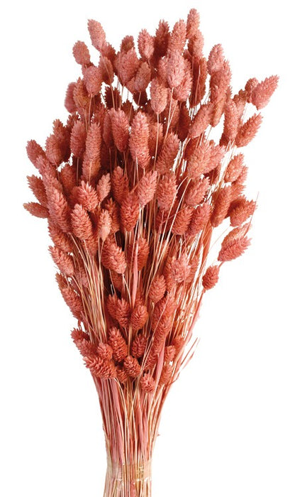 Phalaris - Beauty (80cms long, 150g per pk)