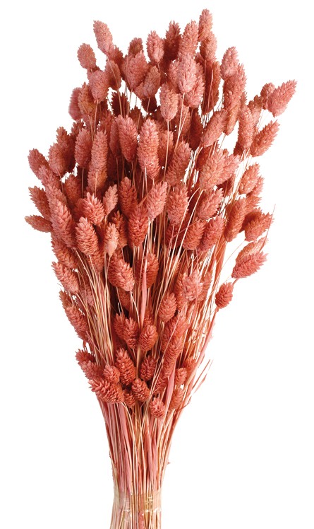 Phalaris - Beauty (80cms long, 150g per pk)