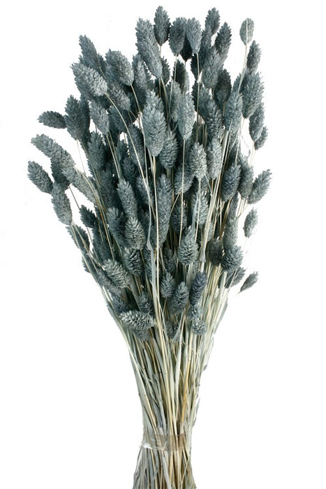 Phalaris - Grey/Blue (80cms long, 150g per pk)