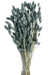 Phalaris - Grey/Blue (80cms long, 150g per pk)