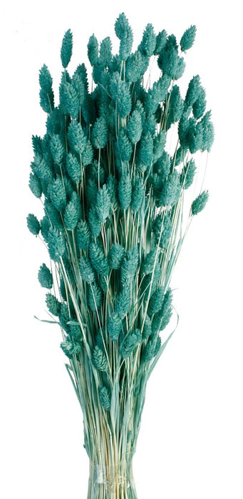 Phalaris - Teal (80cms long, 150g per pk)