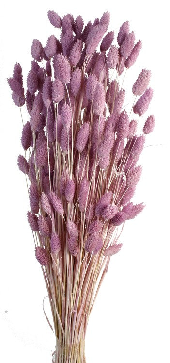 Phalaris - Lilac (80cms long, 150g per pk)