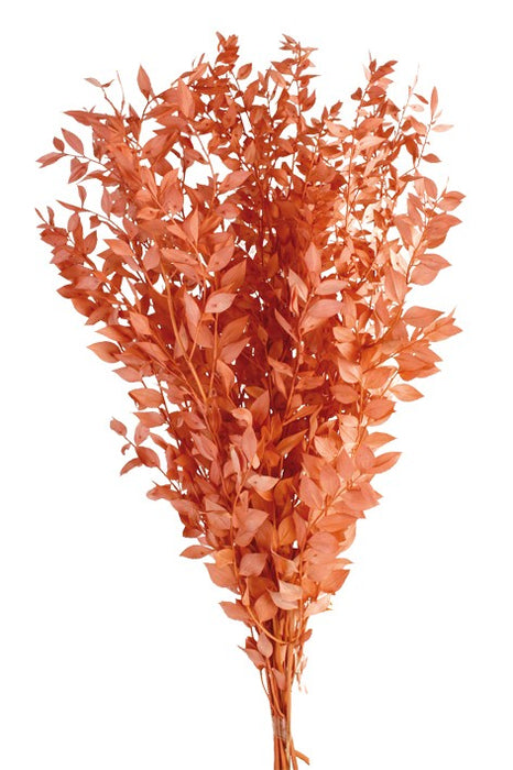 Preserved Ruscus - Beauty (70-80cm long)