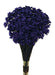 Glixia - Purple (50cm tall, 50g)