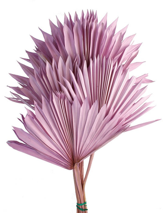 Sun Palm - Lilac (6pcs per pk)