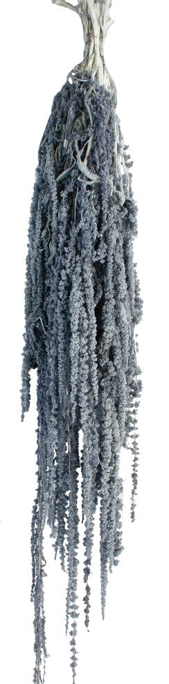 Preserved Amaranthus Caudatus - Grey/Blue (150g)