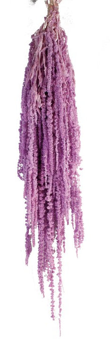 Preserved Amaranthus Caudatus - Lilac (150g)