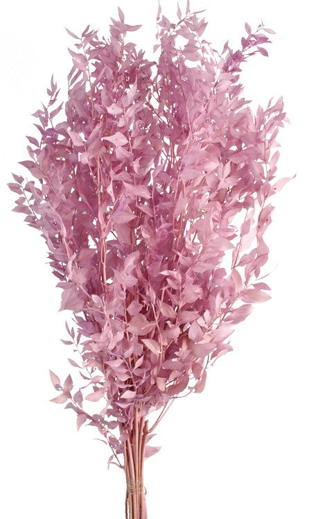 Preserved Ruscus - Lilac (70-80cm long)