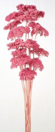 Achillea Filipendulina - Pink (100g)