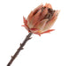 Single Protea Cynaroides -  Dusty Pink/Peach (51cm long)