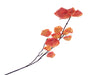 Physalis Stem - Orange (85cm long)