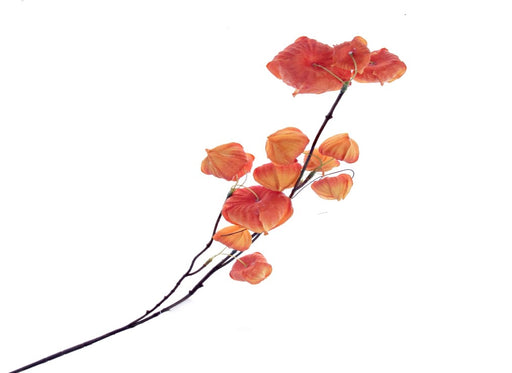 Physalis Stem - Orange (85cm long)